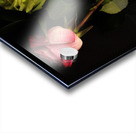 Jaune et rose Acrylic print