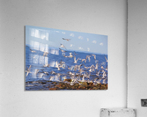 Taking off Acrylic Print