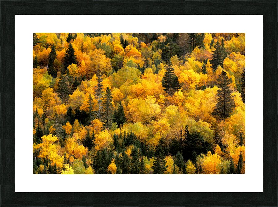Automne 2a Picture Frame print