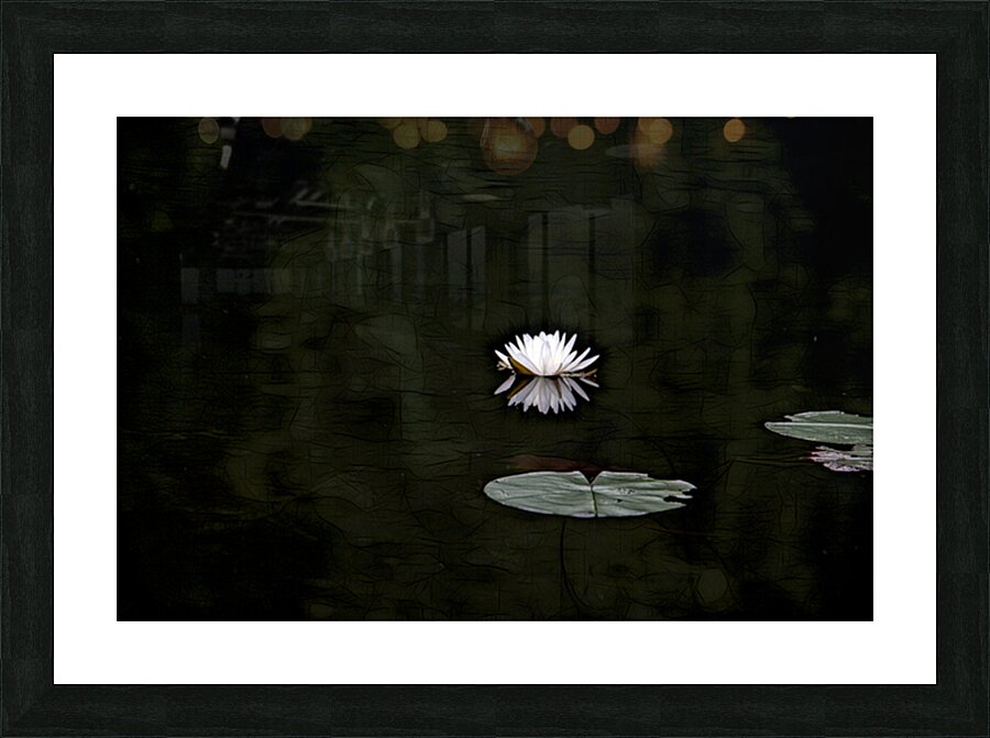 N nuphar Picture Frame print