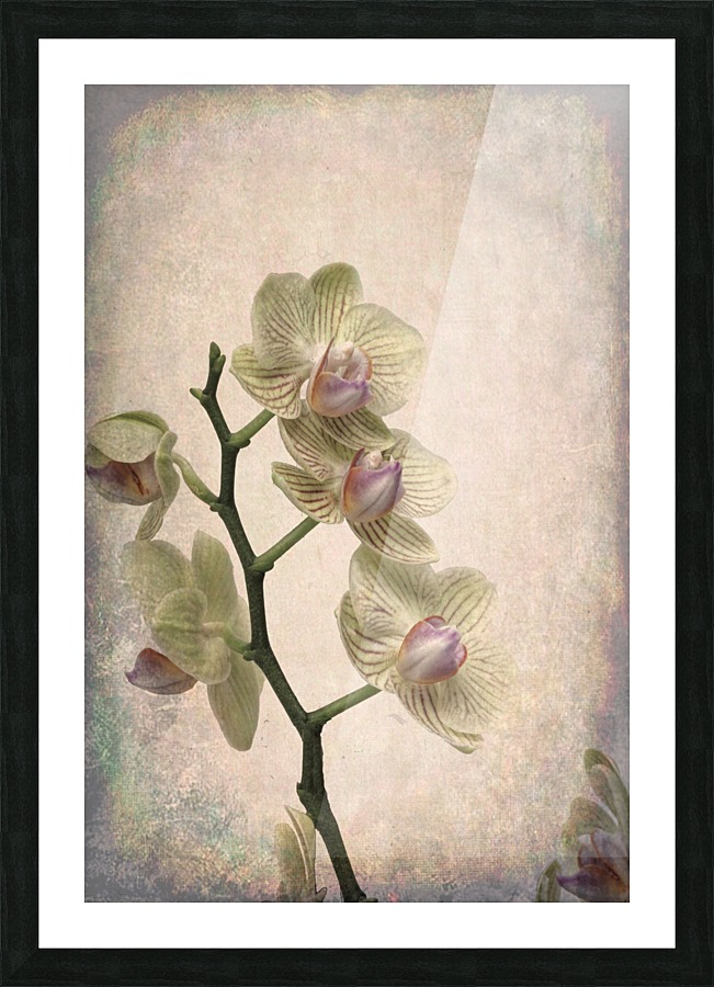 Orchid 1 Picture Frame print