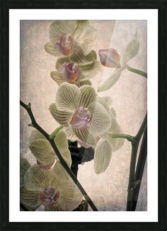 Orchid 4 Picture Frame print