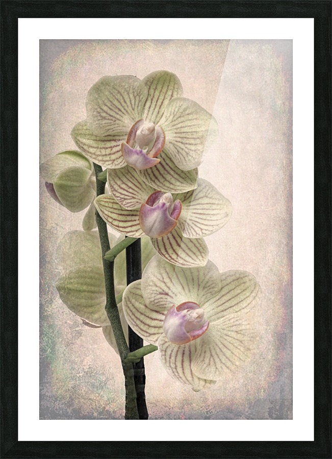 Orchid 3 Picture Frame print