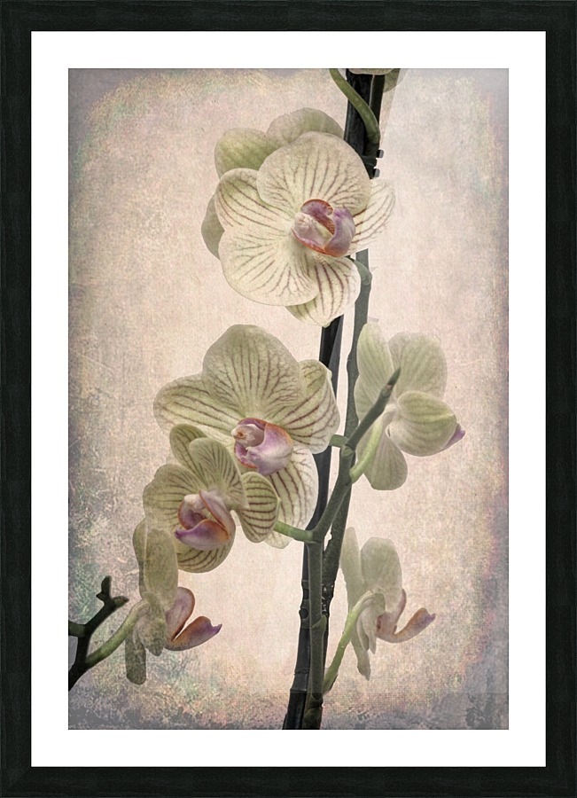 Orchid 2 Picture Frame print