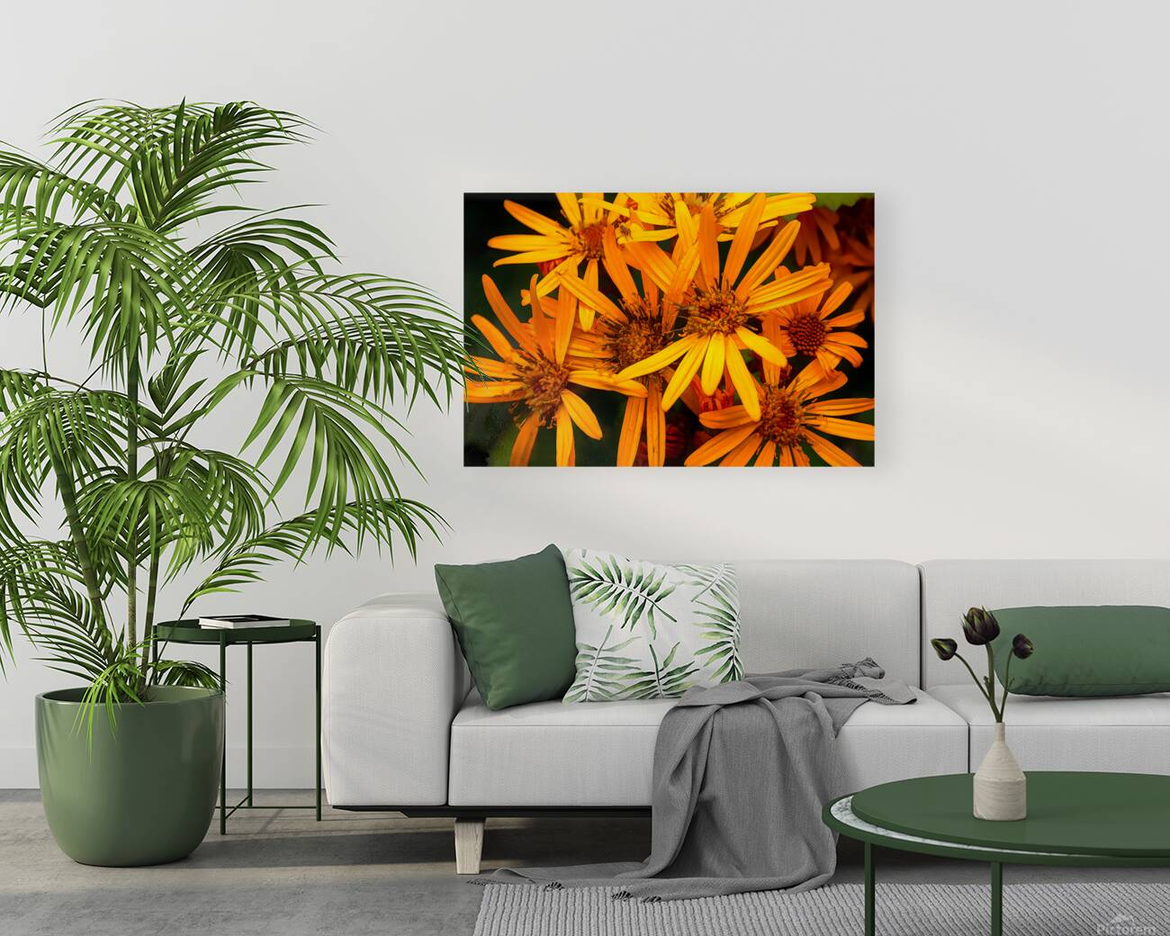 Orange conception Reproduction