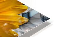 jaune  HD Metal print