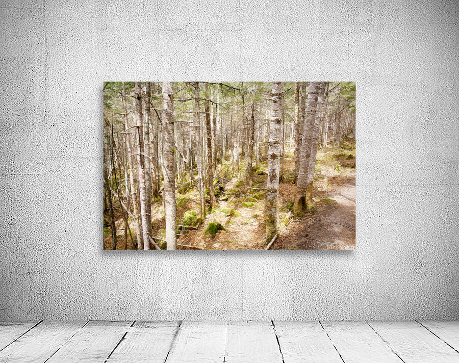 Bouleaux Wall Preview