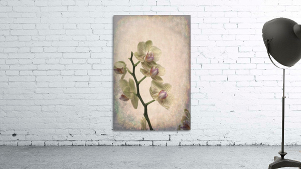Orchid 1 Wall Preview