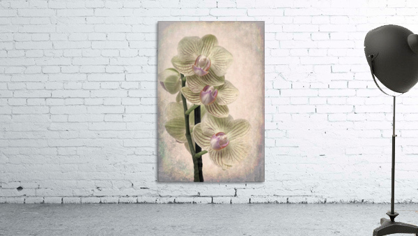 Orchid 3 Wall Preview