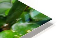 Green Delight HD Metal print