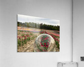 Tulip Farm Acrylic Print