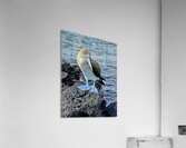 Shy Blue Footed Boobie Acrylic Print