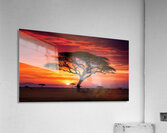 Acacia Tree on Serengeti AI Impression acrylique