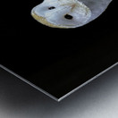 Barn Owl Metal print