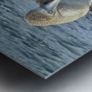 Shy Blue Footed Boobie Metal print