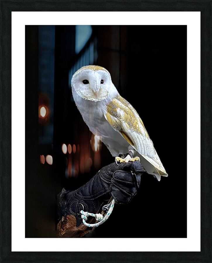 Barn Owl Picture Frame print