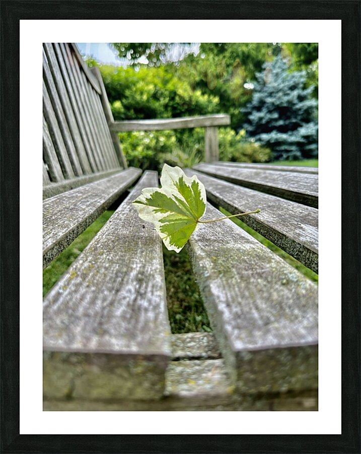 Lonely Leaf Picture Frame print