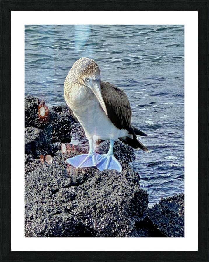 Shy Blue Footed Boobie Picture Frame print