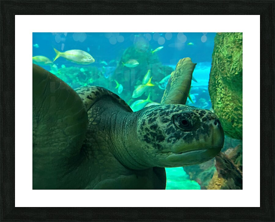 Sea Tortoise Picture Frame print