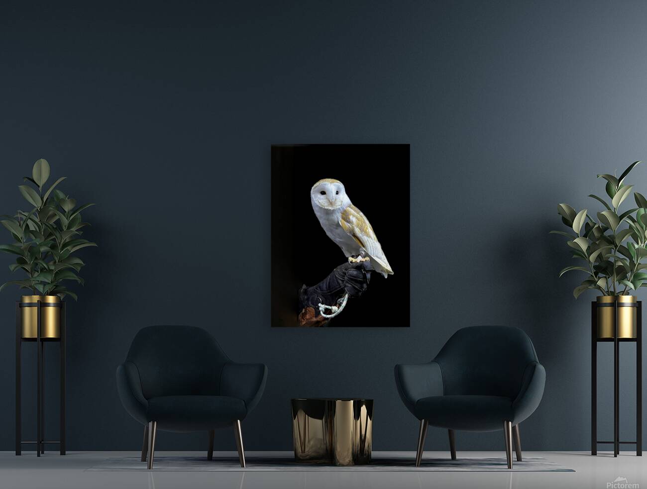 Barn Owl Reproduction