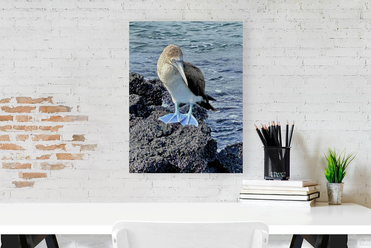 Shy Blue Footed Boobie Reproduction