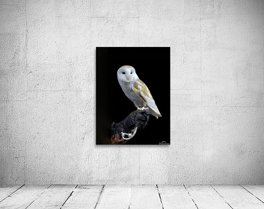 Barn Owl Wall Preview