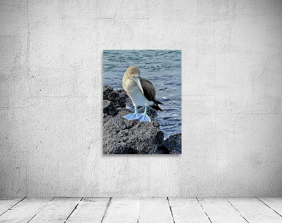Shy Blue Footed Boobie Wall Preview