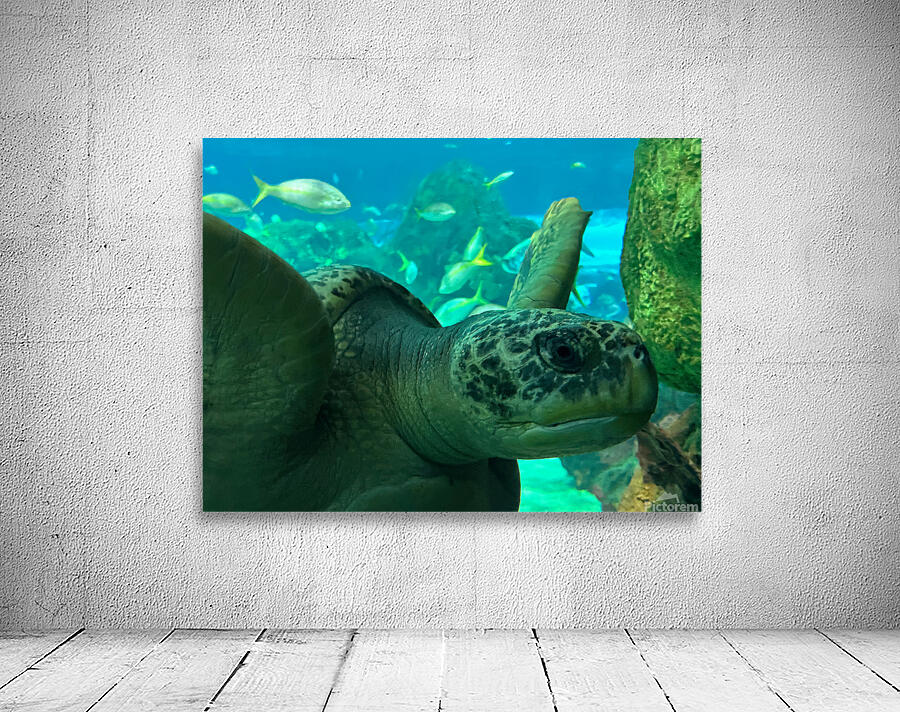 Sea Tortoise Wall Preview