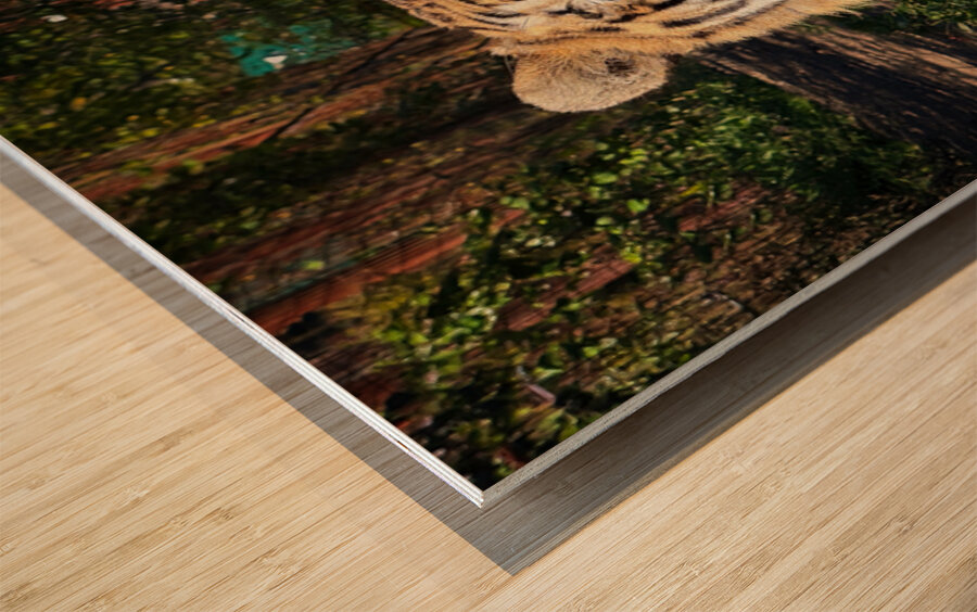 Tiger Wood print