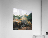 Natural Arrangement  Acrylic Print