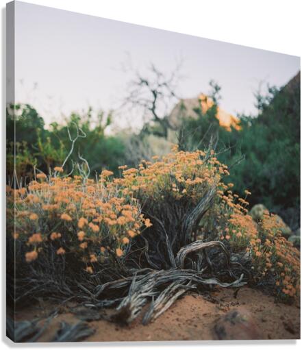 Natural Arrangement  Canvas Print