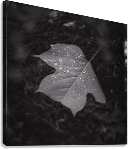 Morning Dew Canvas Print