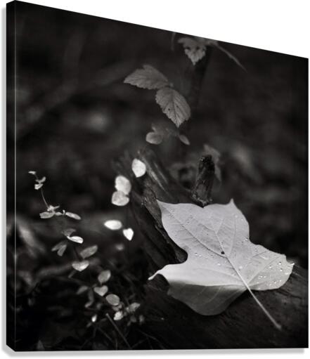Morning Dew Canvas Print