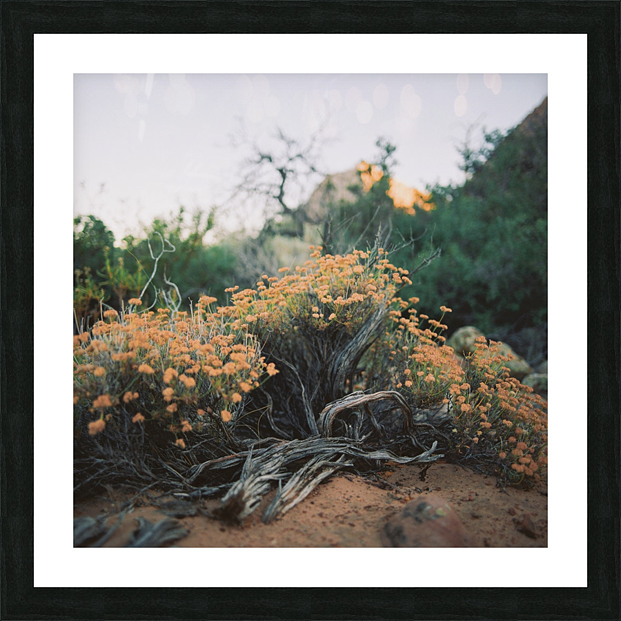 Natural Arrangement  Picture Frame print