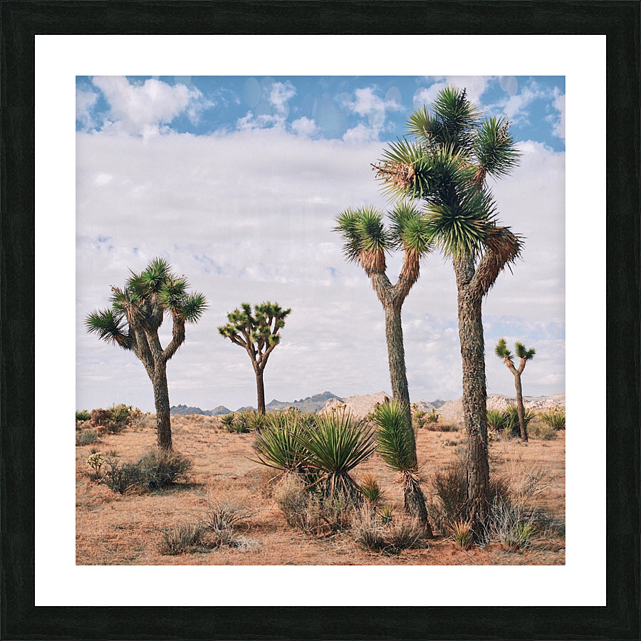 Joshua Tree Picture Frame print