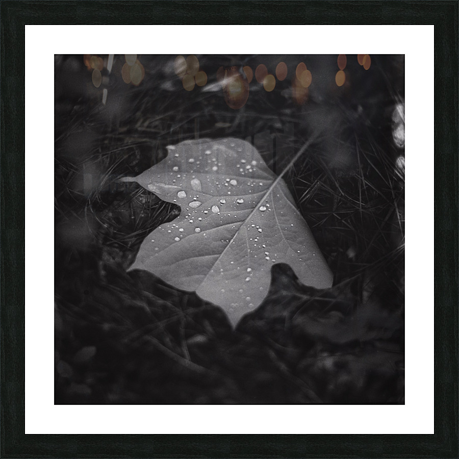 Morning Dew Picture Frame print