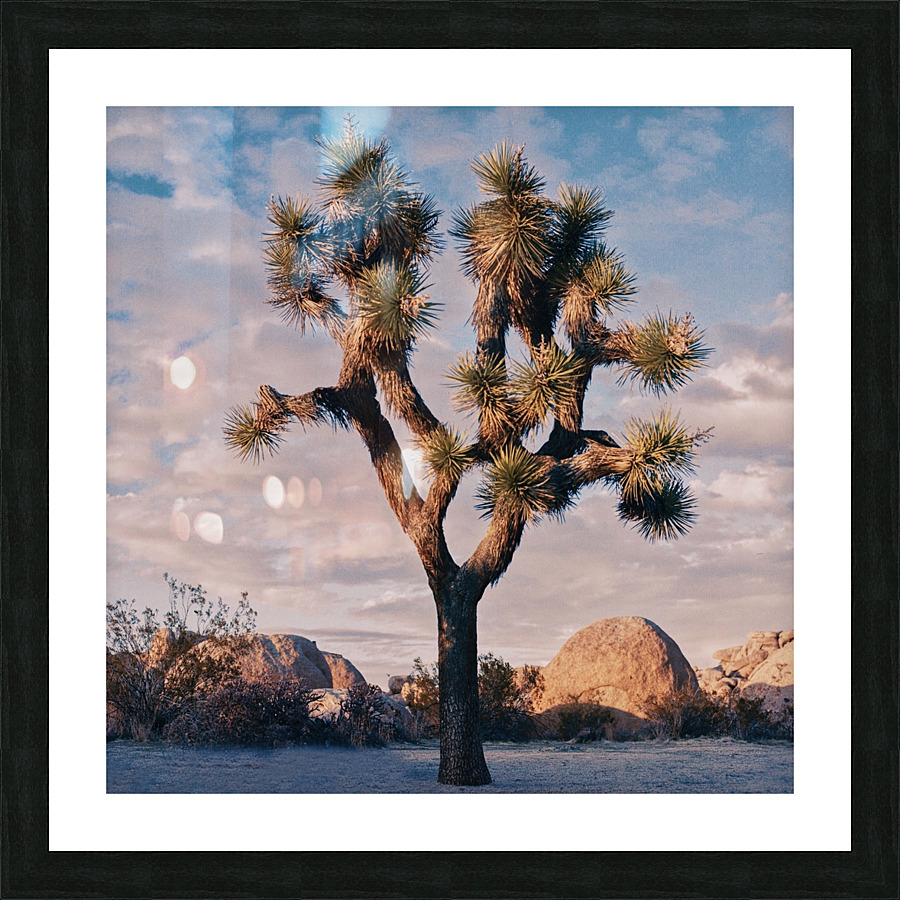 Joshuas Tree Picture Frame print