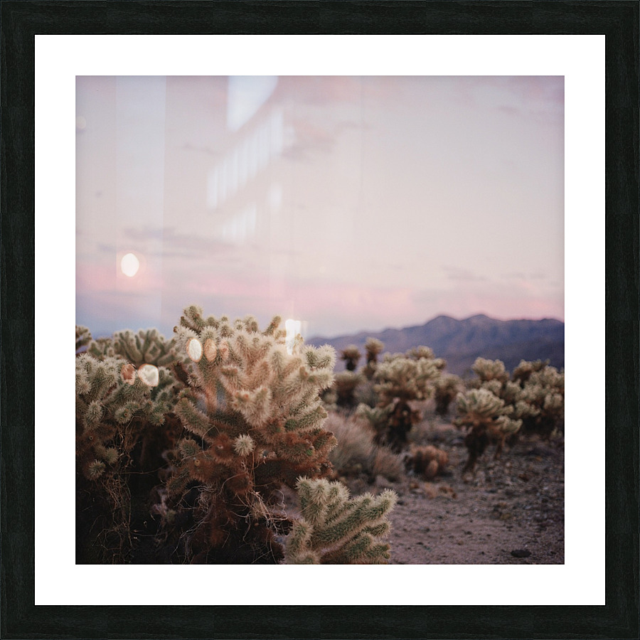 Cholla Gardens Picture Frame print