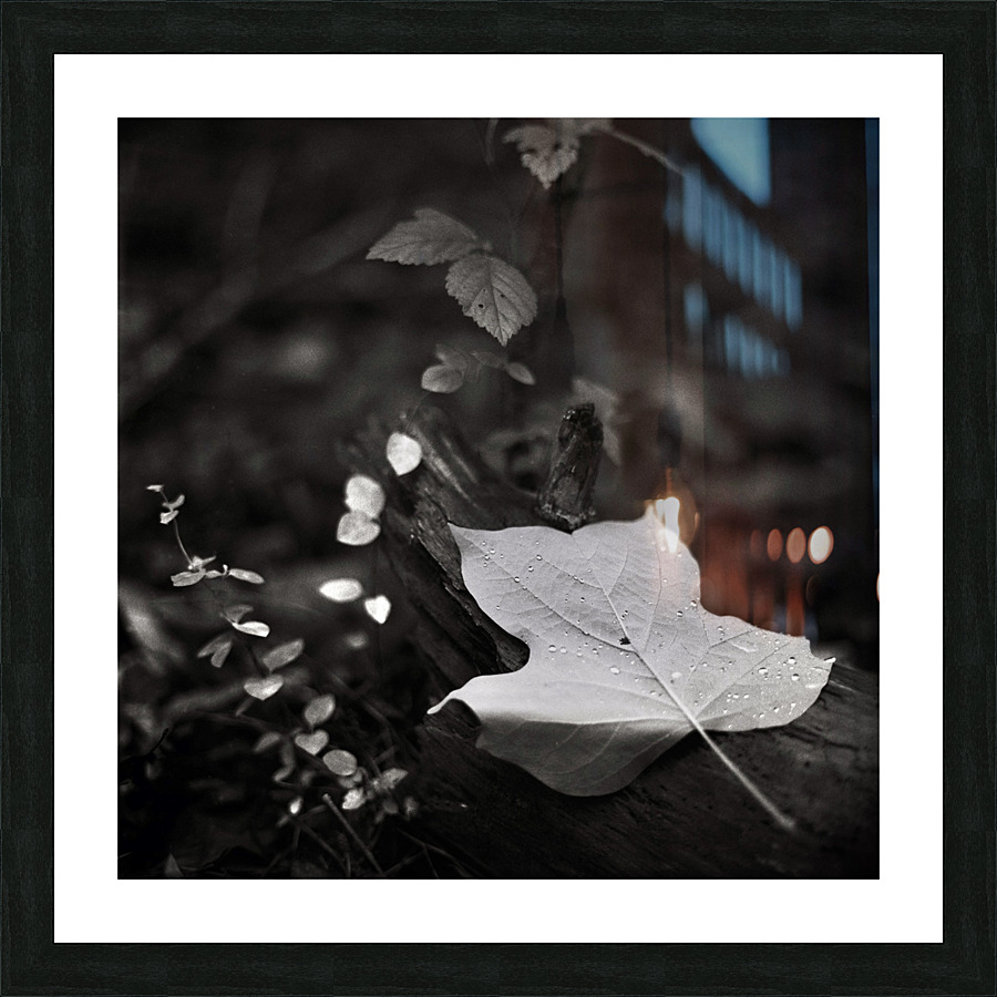 Morning Dew Picture Frame print