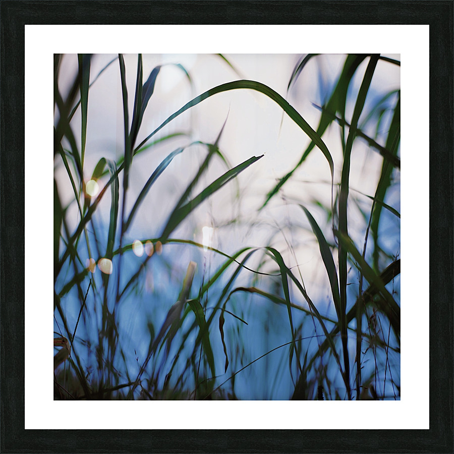 Floating Weeds Picture Frame print