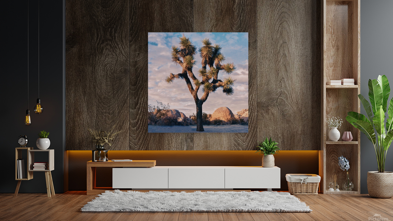 Joshuas Tree Reproduction