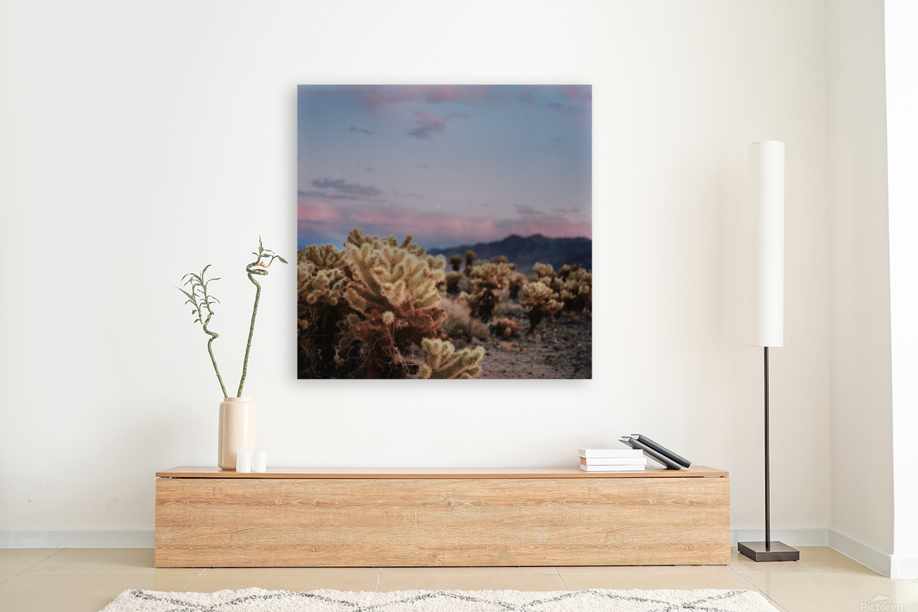 Cholla Forest Reproduction