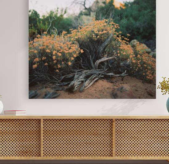 Natural Arrangement  Reproduction