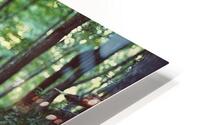 White Blazes HD Metal print