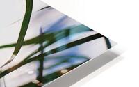 Floating Weeds HD Metal print