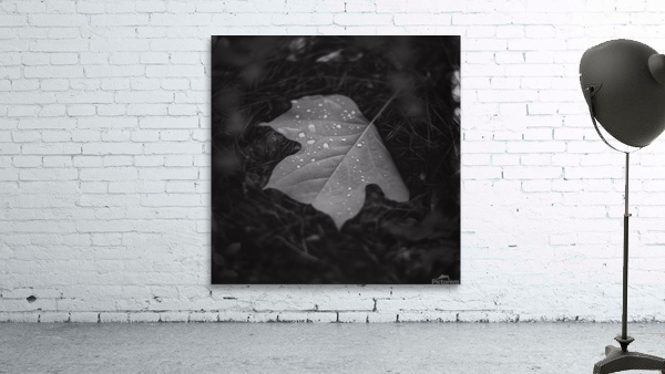 Morning Dew Wall Preview