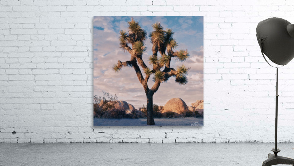 Joshuas Tree Wall Preview