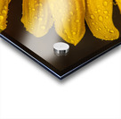 Sunflower Acrylic print