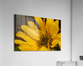 Sunflower Acrylic Print
