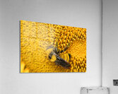 Sunflow Bee Acrylic Print